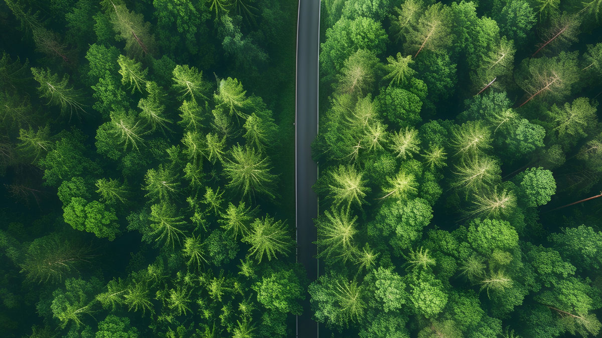 Forêt vue d'avion